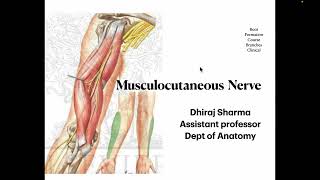 Musculocutaneous nerve  Anatomy of Musculocutaneous nerve  Quick revision of Musculocutaneous n [upl. by Eniamrehs209]