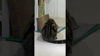 Nibbly Chonky Spotted 😹 Neko Cat Cats CatLover CatVideos Chonky AmericanShortHair [upl. by Tengler]