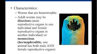 Lab 124 Parasitic Helminths [upl. by Paterson400]