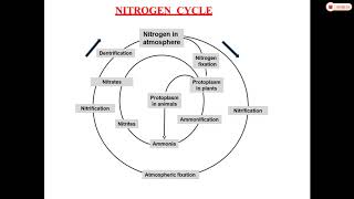 Biogeochemical Cycle Class IX [upl. by Enirrok419]