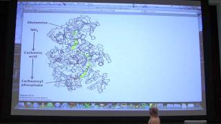 39 Biochemistry Nucleotide Metabolism I Lecture for Kevin Aherns BB 451551 [upl. by Lerim]