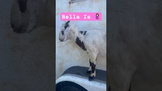 goats pregnancy homestead farm pets animals didyouknow shorts [upl. by Hosea]