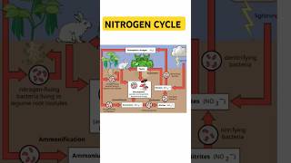 Nitrogen Cycleviralytshortstrending bacteria  biology  denitrification methods [upl. by Yenitsed]