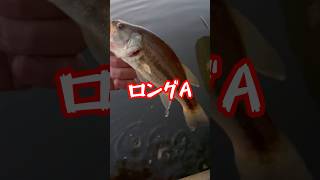 トップウォーター bassfishing カヤックフィッシング fishing バス釣 釣り ボーマーロングa あいみょん小貝川バス釣り [upl. by Risteau]