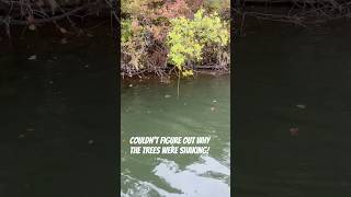 Couldn’t figure out why these trees were shaking catfish trotline fishing [upl. by Lasko]