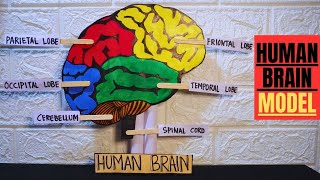 How to make a human brain model  Brain section model  Brain model project  School project brain [upl. by Nay]