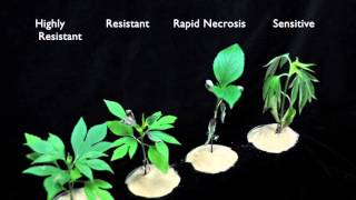 Glyphosate SOA 9 Sensitive vs Resistant Giant Ragweed 3 [upl. by Acenes]