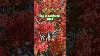 Fall in California 2024 Top music music fallforest nature shorts autumncolors fall [upl. by Dlaregztif]