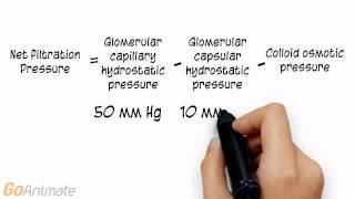 Urinary System Glomerular Filtration v20 [upl. by Selin]