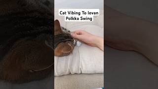 Cat Vibing To Ievan Polkka Swing [upl. by Goldsmith]