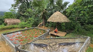 Orphan boy Renovating a pond to raise many types of fish  Life alone in the green forest ep124 [upl. by Bohner772]