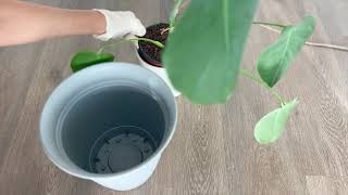 Monstera Repot  Long Aerial Root [upl. by Syverson]