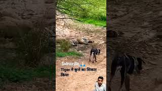 Tiger amp Dog 🐕 attack youtube shorts video animal plants subscribe 🙏🏻 [upl. by Gavan]