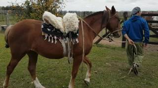 POTRANCA ALAZANA CON 8 GALOPES LOS YEGUARIZOS PINTO LBM [upl. by Jarita]