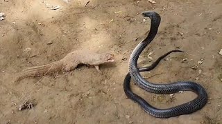 See how Mongoose defeat the huge Black Cobra [upl. by Lordan]