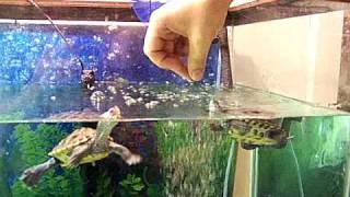 Hand feeding my terrapins [upl. by Kindig]