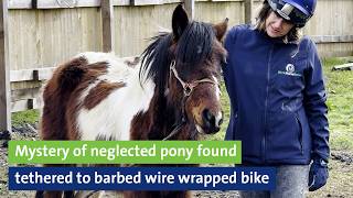 Mystery of neglected pony found tethered to barbed wire wrapped bicycle [upl. by Randell]