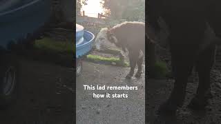 He knows where the good stuff goes cute farming animals funny funnyvideo bull viralshorts [upl. by Elden]