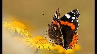 Red Admirals on the edge of Northamptonshire [upl. by Gnuhc859]