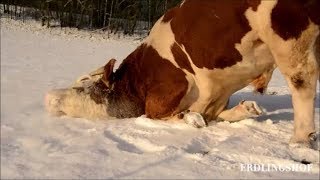 Lebensfreude pur Pferde Esel und Rinder spielen zusammen im Schnee [upl. by Aruon]