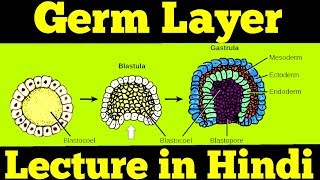 Gastrulation  Germ Layers Ectoderm Mesoderm amp Endoderm  For NEET [upl. by Adaj]