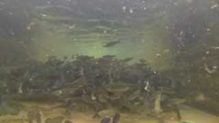 Kilnsey Trout Farm 18th October 2013 [upl. by Zurc]