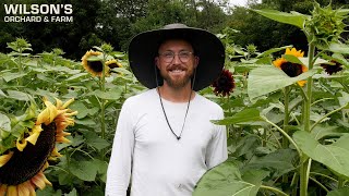 Growing Sunflowers at Wilsons Orchard amp Farm  ProCut amp Sunrich Series [upl. by Derrik303]