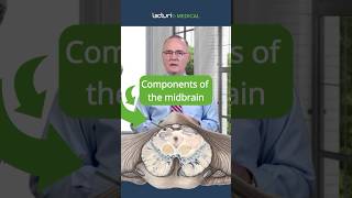 How Does the Midbrain Control Movement and Vision 🧠🔍 [upl. by Raney]