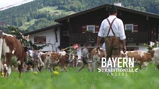 Bayern Almabtrieb Berchtesgaden Königssee [upl. by Aerdnaek]