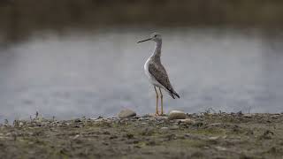 Greater Yellowlegs calling [upl. by Doraj650]