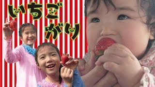 Kan amp AKi 2014 イチゴがり♥ Strawberry Picking with Kan amp Aki 2014 [upl. by Tallie]