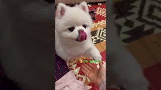 나 방귀꼈다💨💨샤샤의하루 pomeranian cutedog doglover [upl. by Anoid]