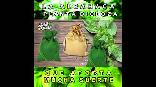 LA ALBAHACA PLANTA DICHOZA QUE APORTA MUCHA SUERTE [upl. by Naugal]