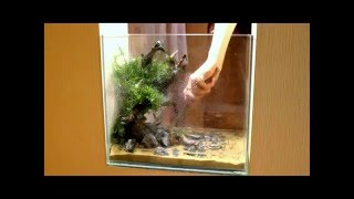 Setup Nature Aquarium Stepbystep quotSolar Olga 2quot [upl. by Onirefez525]