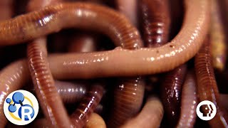 How Do Worms Turn Garbage into Compost [upl. by Yrovi]