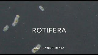 Rotifera [upl. by Nnyled]