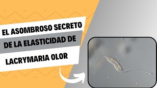 El asombroso secreto de la elasticidad de Lacrymaria olor [upl. by Saul]