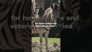 The crazy story of three zebras running free on the street animals zebra shorts [upl. by Nawram869]