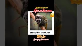 MEET the EMPEROR TAMARIN the little monkey with a big personality and an even BIGGER moustache 🐒👑😁 [upl. by Ahsimek]