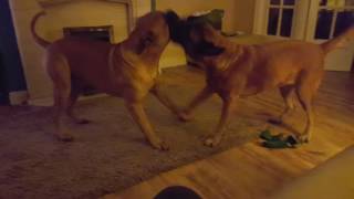 Bullmastiffs playing [upl. by Steffane425]