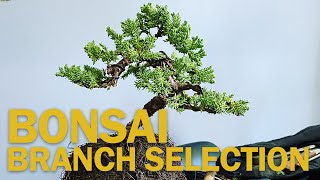 Bonsai Branch Selection  How to Create a Bonsai from Nursery Stock [upl. by Amadas]