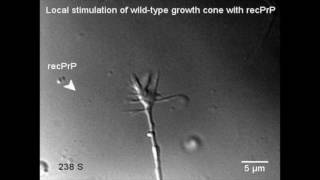 PrP induces neurite growth and cone growth turning [upl. by Vowel]