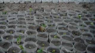 Jatropha Pakistan bio diesel buy saplings Salim Mastan EES [upl. by Metts]