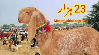 Makkhi Chini bakri 2024 [upl. by Ozen]