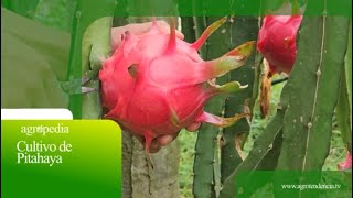 Cultivo de pitahaya 🌵💮 Agro en 2 minutos [upl. by Nannoc105]