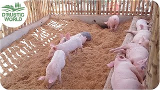 How to Make Nosmell Pig Pen Backyard Piggery Baboyang Walang Amoy [upl. by Alaster236]