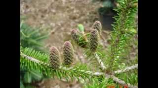 Abies koreana [upl. by Ahsitul]