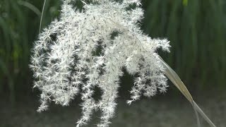 De Miscanthus snoeien Hoe doe je dat  Tuinmanieren [upl. by Katti]