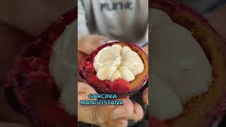 Fresh mangosteen fruits from the farm viral yummy satisfying [upl. by Ameer]