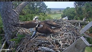 Fish Delivery For Ospreys At Savannah Nest – May 5 2022 [upl. by Asilana]